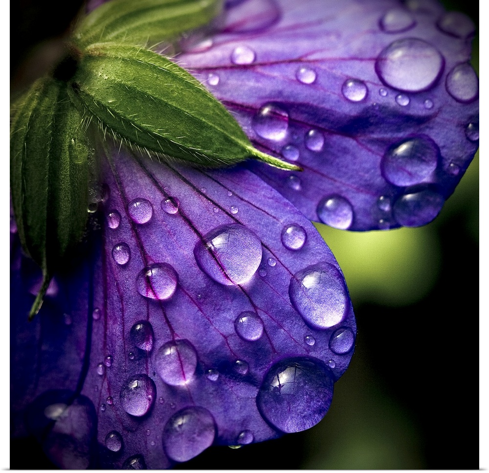 Macro shot of the back of a bloom's bright purple petals with dark veins running through them and heavy raindrops clinging...