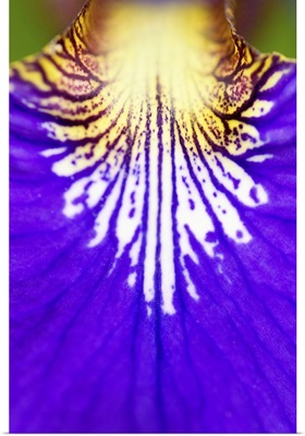 Closeup of the wildflower, Blue flag Iris (Iris versicolor)
