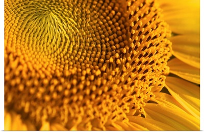 Closeup of yellow sunflower.