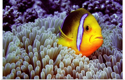 Clown fish in sea anemone.