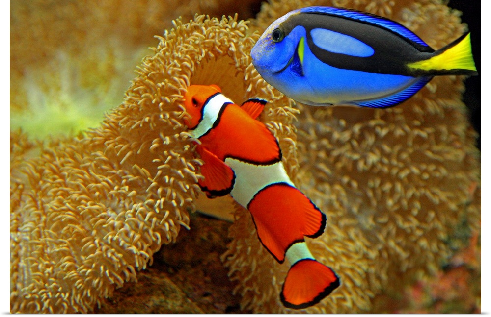 Two brightly colored fish are photographed near the bottom of the ocean floor by coral.