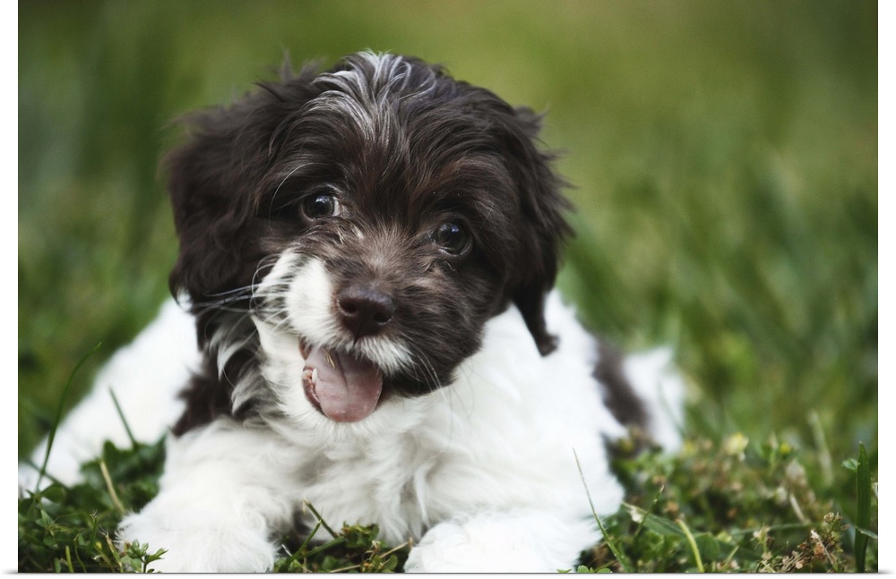 A happy 'Cockapoo' puppy laying on green grass outdoors.