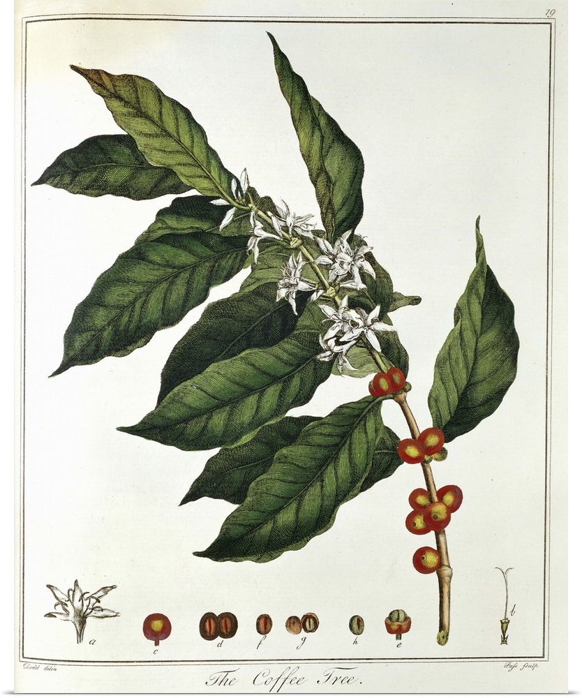 Color portrait of coffee plant and foliage
