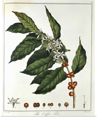Color portrait of coffee plant and foliage