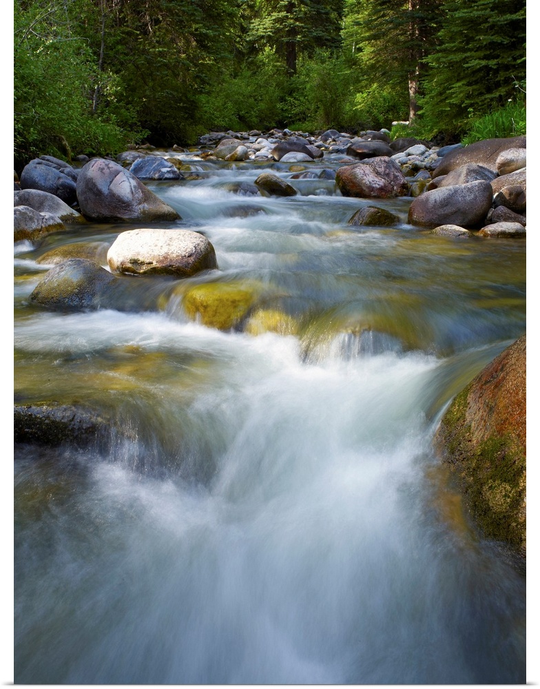 USA, Colorado, River flowing through forest