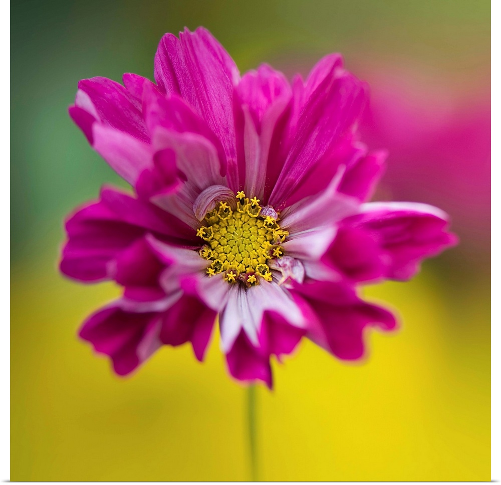 Colorful cerise pink single cosmos sonata facing front.