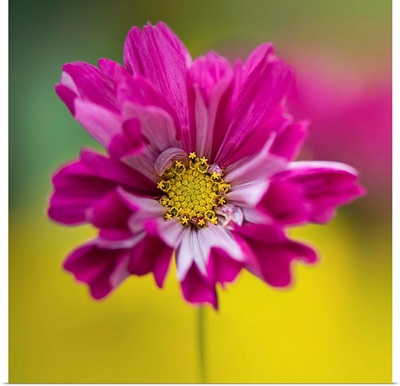 Colorful cerise pink single cosmos sonata facing front.