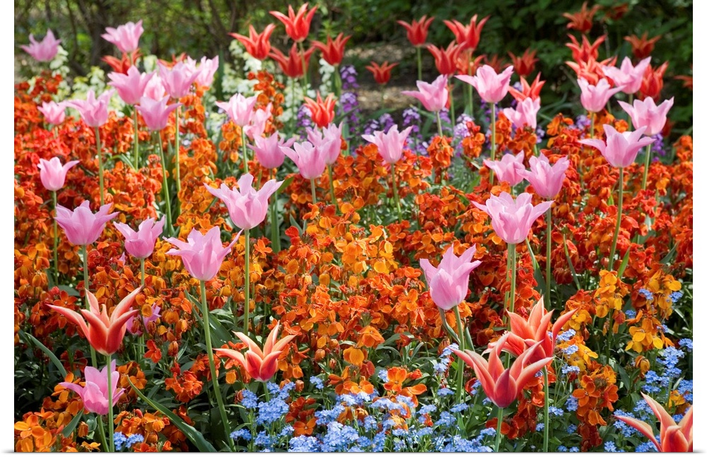 A vibrant, multicolored springtime display of flowers fills one of the beds in St. James's Park. St. James's Park is one o...