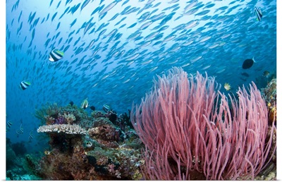 Coral reef, Indonesia, Raja Ampat