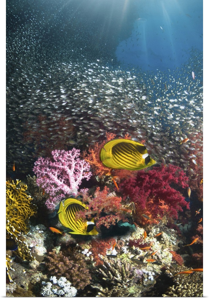 Coral reef scenery with a pair of Red Sea raccoon butterflyfish (Chaetodon fasciatus) swimming past soft corals (Dendronep...