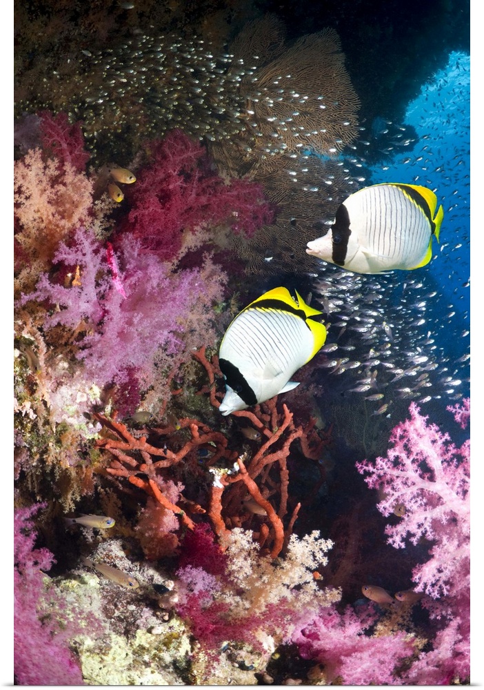 Lined butterflyfish (Chaetodon lineolatus) pair swimming over coral reef with soft corals (Dendronephthya sp) and Pygmy sw...