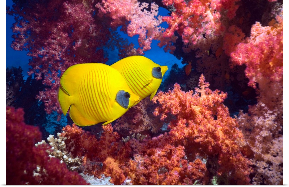 Golden butterflyfish (Chaetodon semilarvatus) pair with soft corals (Dendronephthya sp.).  Egypt, Red Sea.