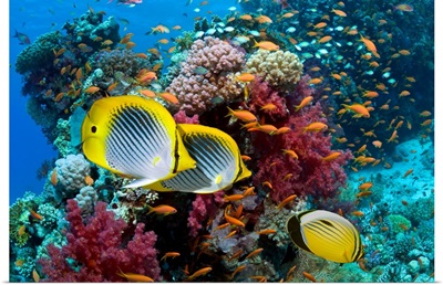 Coral reef scenery with fish