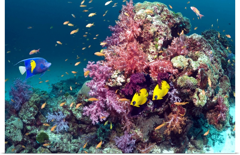 Coral reef scenery with a Yellow-bar or Arabian angelfish (Pomacanthus maculosus), a pair of Golden butterflyfish (Chaetod...