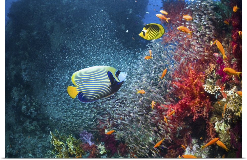 Coral reef scenery with an Emperor angelfish (Pomacanthus imperator), a Red Sea racoon butterflyfish (Chaetodon fasciatus)...