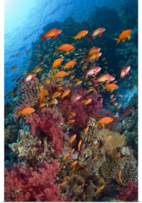 Coral reef with Goldies