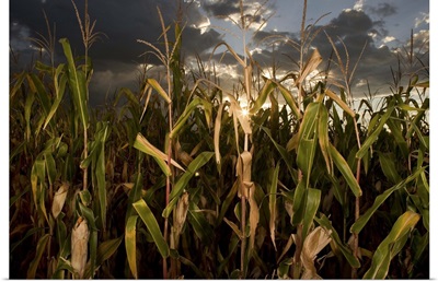 Corn field, Nebraska