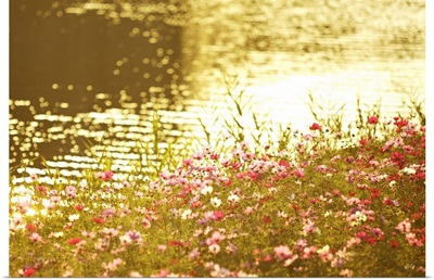Cosmos Flowers by River