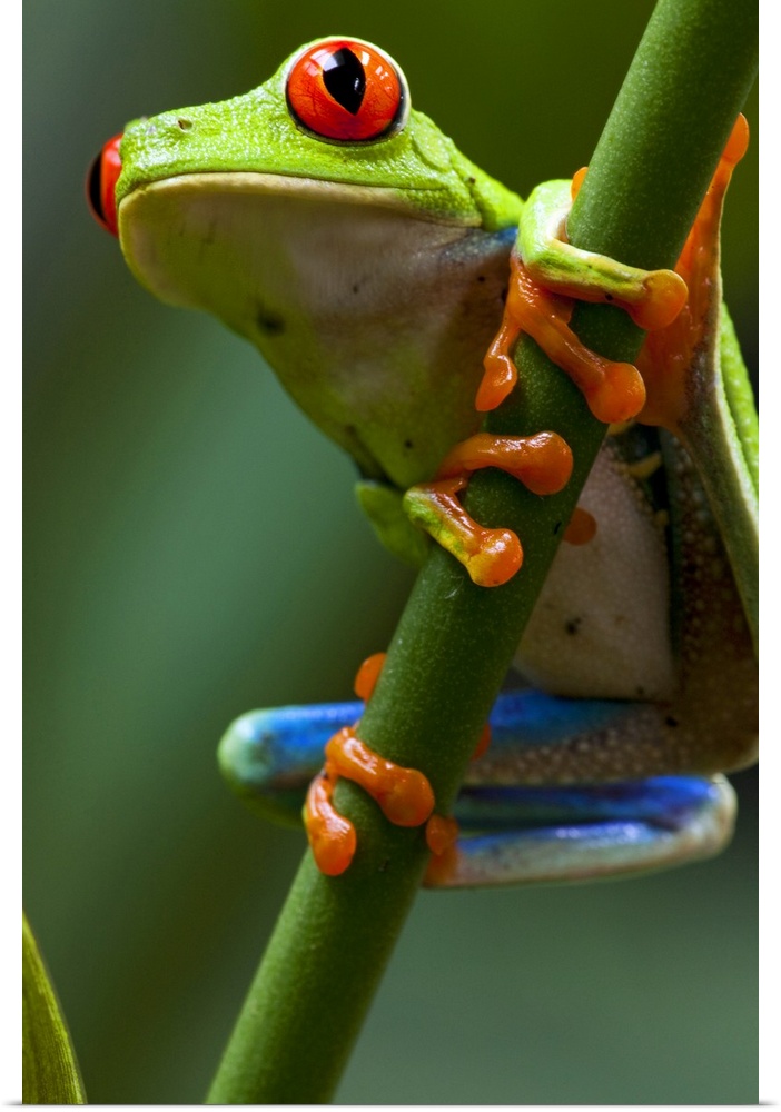 Costa Rica, Monteverde, Red-Eyed Tree Frog (Agalychnis callidryas)  in captivity