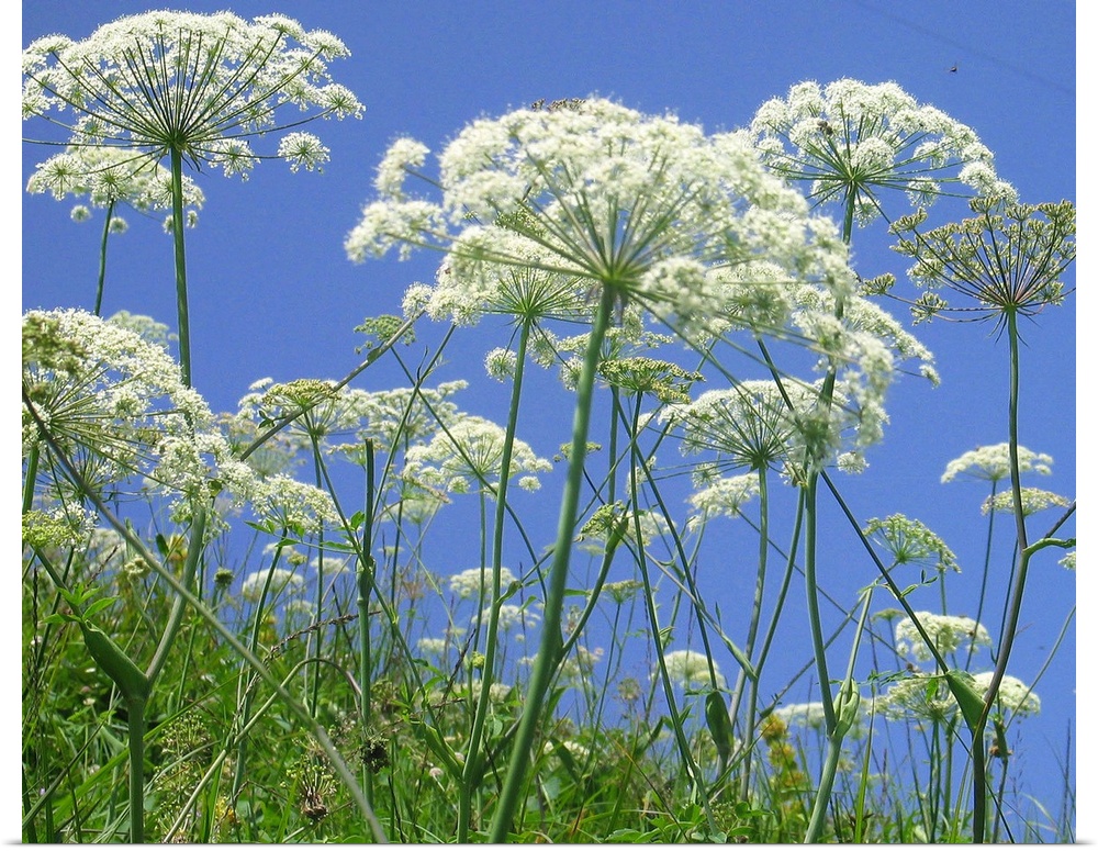 Cow parsnip on summer flower meadow; green, blue and white only mixing to delightfully fresh summer symphony of natural co...