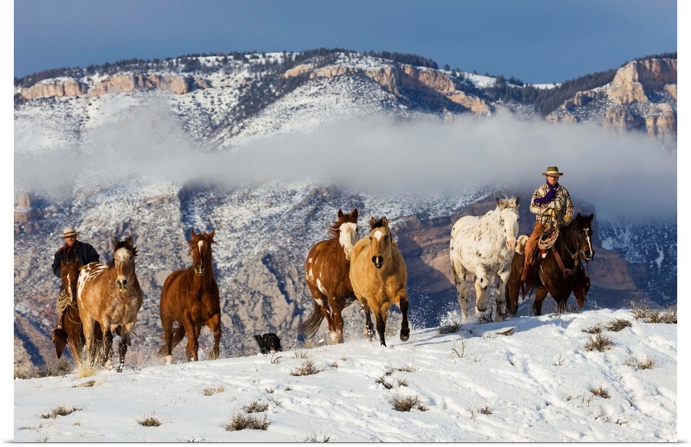 Cowboy Herding Horses At Hide Out Ranch In Wyoming