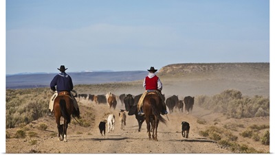 Cowboys and dogs moving cattle