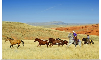 Cowboys Herding Horses