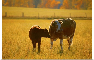 Cows at pasture