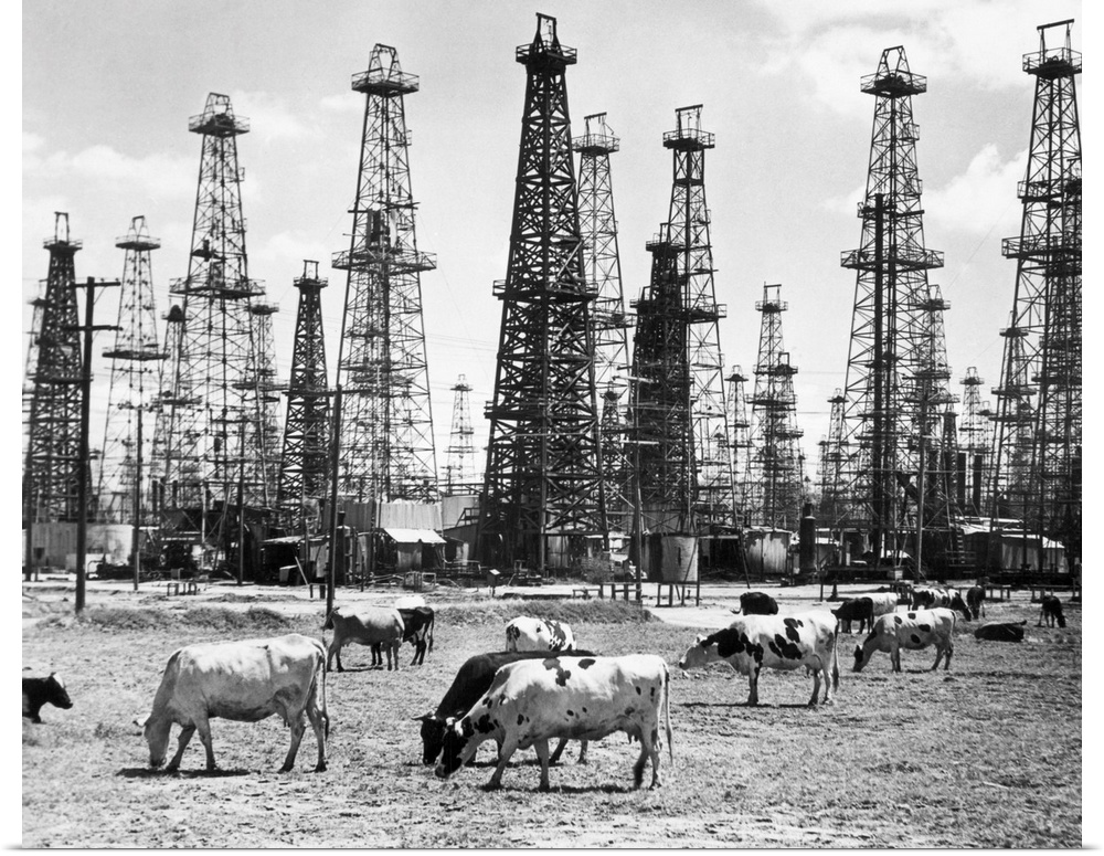 Cows grazing near oil wells in a southwestern American state. Undated photograph.