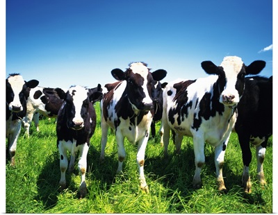 Cows in the field, Betsukai town, Hokkaido prefecture, Japan
