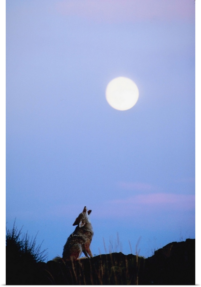 Coyote howling at moon