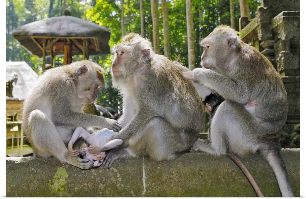 Crab-eating Macaque, Macaca fasciularis, in Ubud Monkey Forest, Temple Pura Bukit Sari, Dalem Agung Padangtegal Temple, SA...