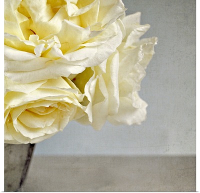 Cream vanilla roses in silver vase against Grey/blue background.