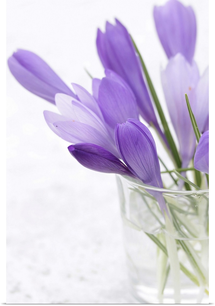 crocus, flower, purple flower in water, spring flowers