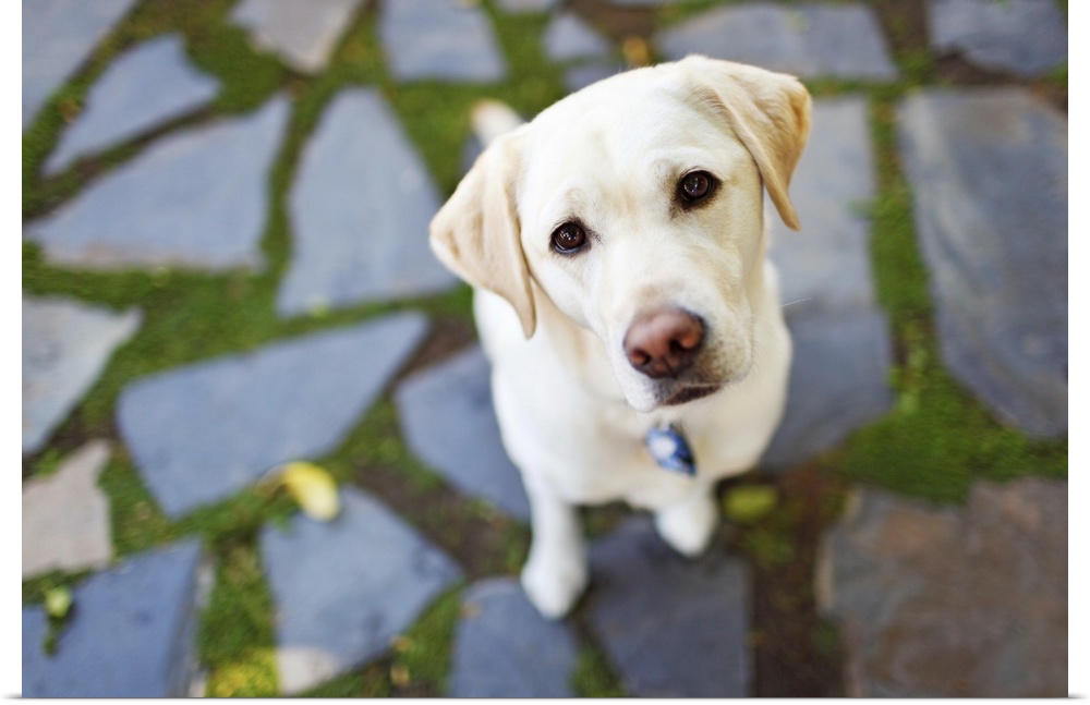 A curious Yellow Labrador Retriever dog sitting on flagstones looks up expectantly.