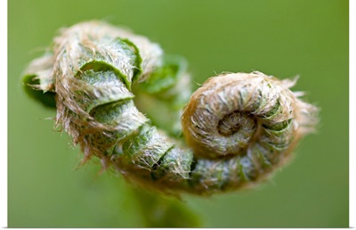 Curled fern leaf, Oregon, United States Of America