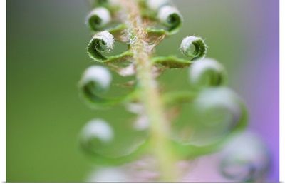 Curled up leaves of a fern, Oregon, United States Of America