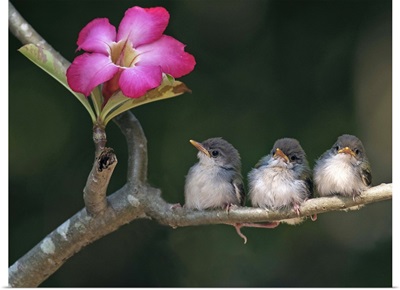 Cute small birds on tree branch looking at pink flower.