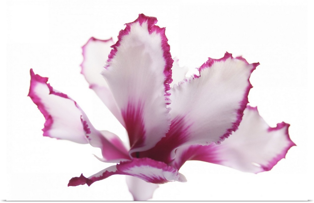 Cyclamen Flower