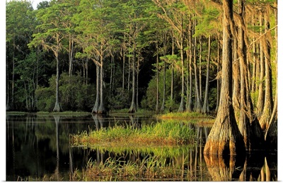 Cypress trees in Lake Bradford Region, Tallahassee, Florida