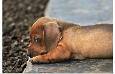 Dachshund puppy lying down on a stone side walk