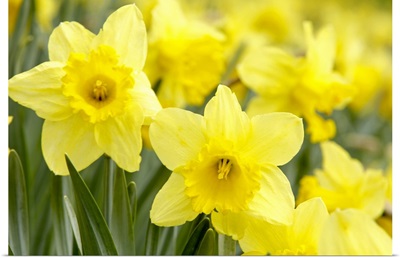 Daffodils in field