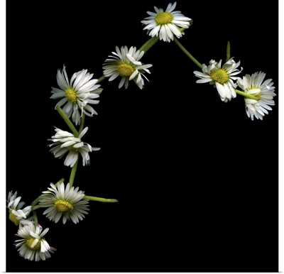 Daisy chain on background.