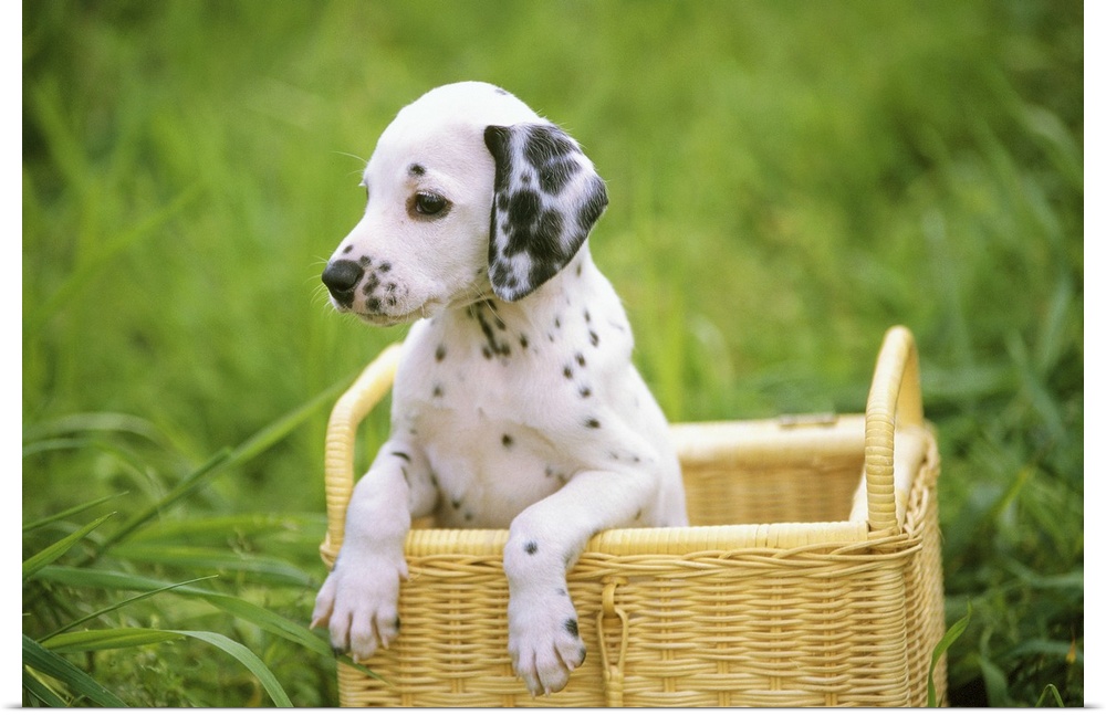 Dalmatian; is a breed of dog, noted for its white coat with black spots.