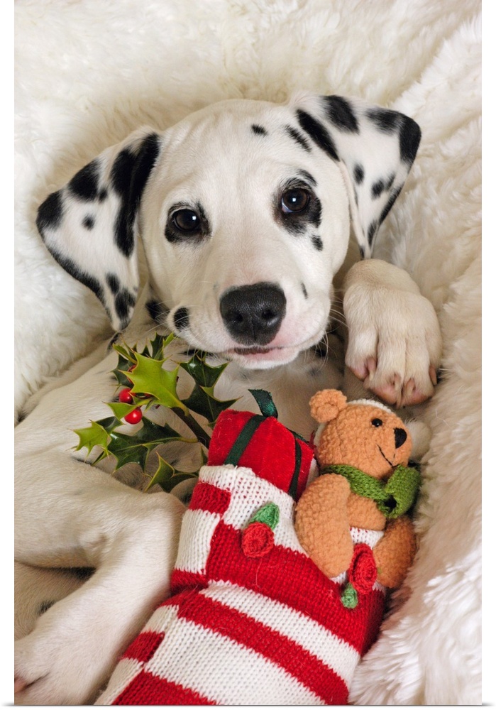 Dalmatian puppy with Christmas Stocking