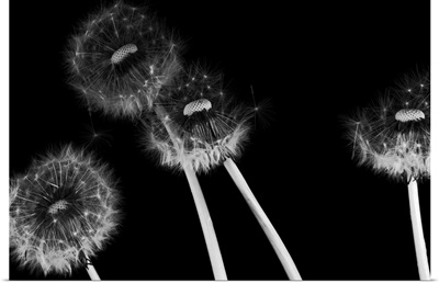 Dandelion fluff in black and white