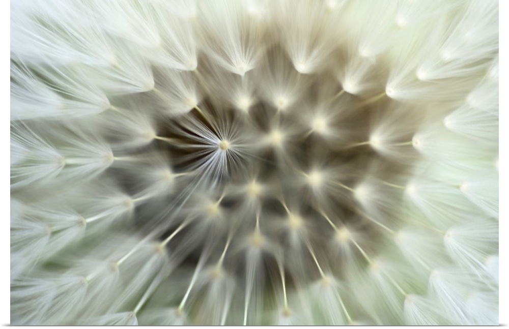Very closely taken photograph of the seeds of a dandelion plant.