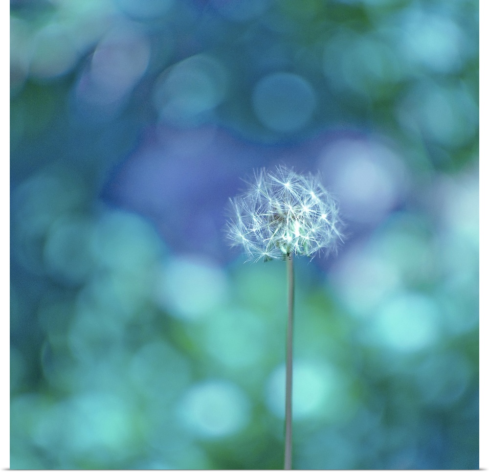 A picture of a dandelion is taken against a glittering background of cool toned colors.