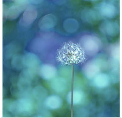 Dandelion with blue and green background.