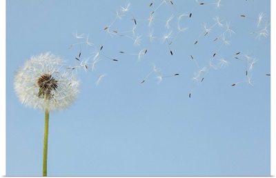 Dandelion with seeds flying away